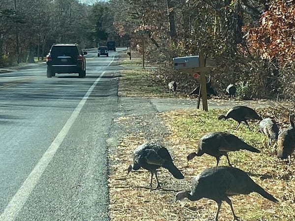 Wild Turkeys On Cape Cod Date From … 1989