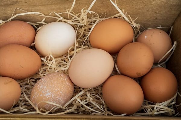 $5 Per Dozen Eggs May Soon Be A Reality In Massachusetts