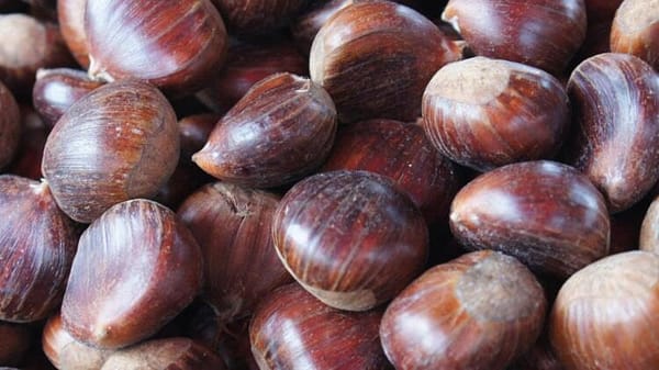 American Chestnut Trees To Make A Comeback?