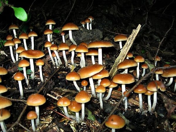 Massachusetts Bill Would Decriminalize Psychedelic Mushrooms  