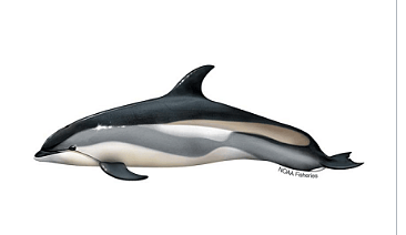 Nine Dolphins Get Stranded On Cape Cod