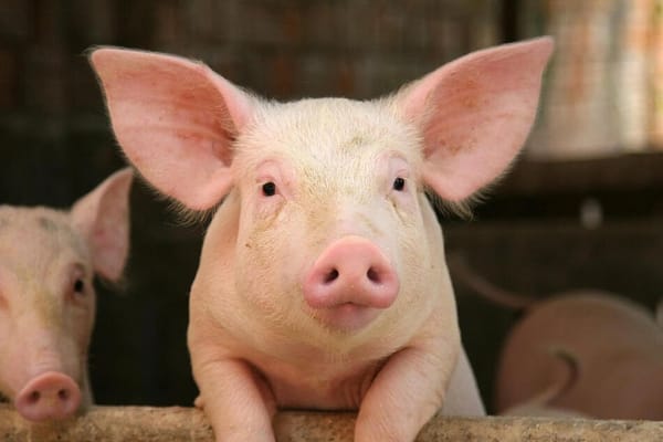 Bacon, Ham, and Ribs Price Increases May Be Coming In July To Massachusetts Because of Pig-Welfare Law