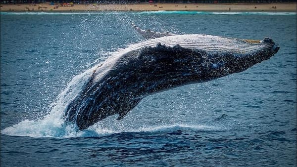 Nantucket Residents Challenging Wind Turbine Project Ruling, Citing Whale Safety