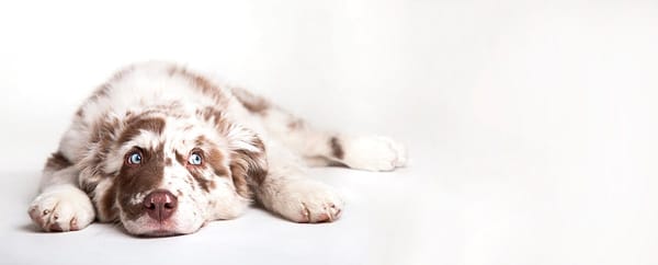 95 Percent Increase In Pets Going To Animal Shelters In Western Massachusetts