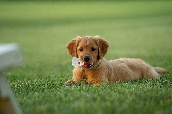 Massachusetts Ranked As Second-Best State For Animal Welfare Protections